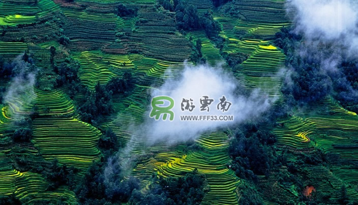 元陽梯田秋天的景色