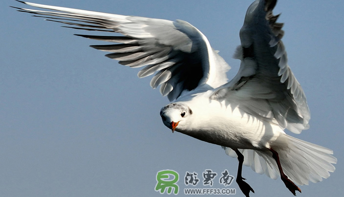 昆明紅嘴鷗拍攝，易游云南攝影。