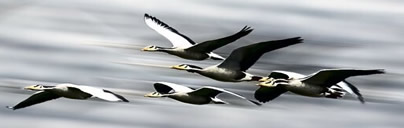 昆明紅嘴鷗、會(huì)澤大橋黑頸鶴、念湖風(fēng)光四日攝影團(tuán)