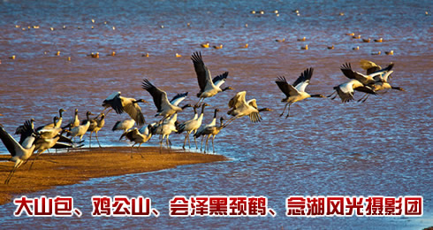 鳥(niǎo)類(lèi)拍攝