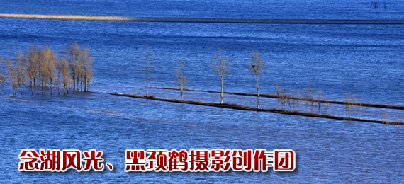 黑頸鶴