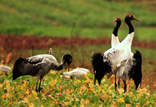 昆明紅嘴鷗、昭通大山包、雞公山、會(huì)澤念湖風(fēng)光、黑頸鶴5日攝影團(tuán)