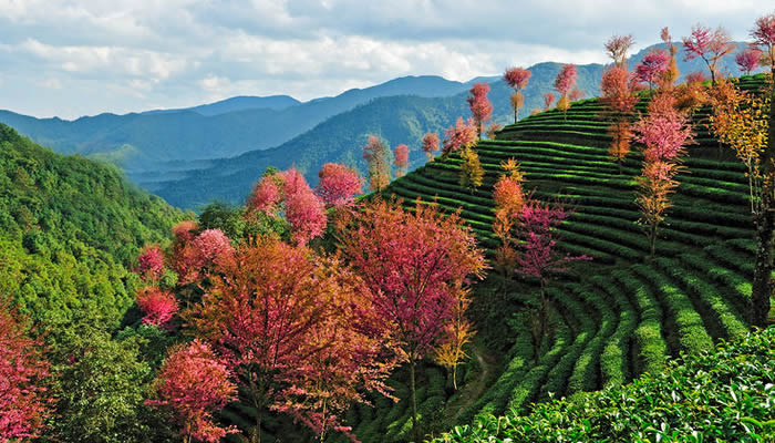 無(wú)量山櫻花谷