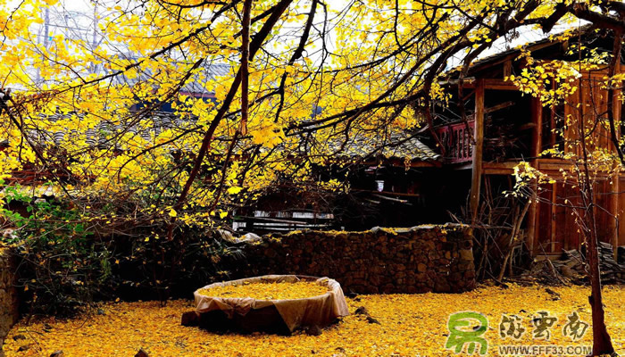 云南騰沖銀杏村